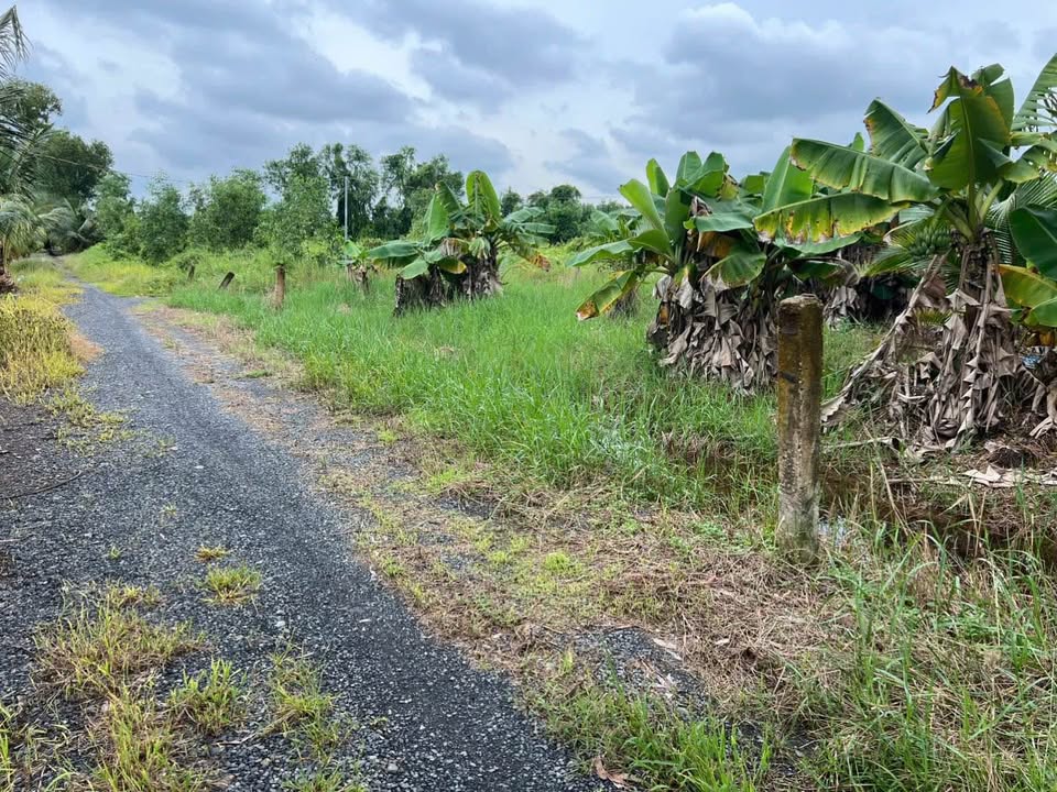 Đất vườn Thạnh Hoà Bến Lức 1418m² giá 1.35 tỷ - Chính chủ bán gấp!