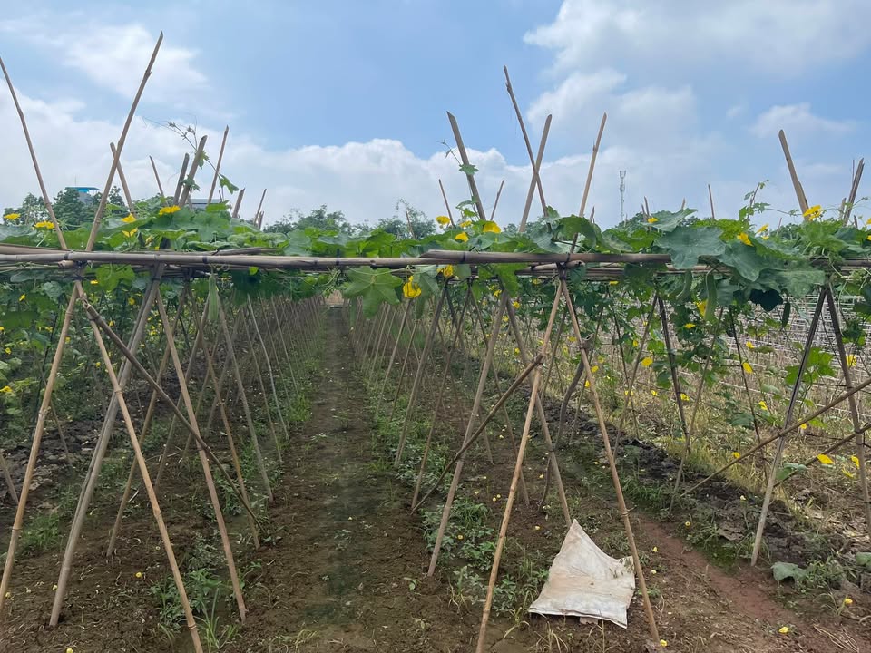 Đất vườn 418m² xã Yên Mỹ, Thanh Trì - Sổ đỏ chính chủ, giá thỏa thuận!