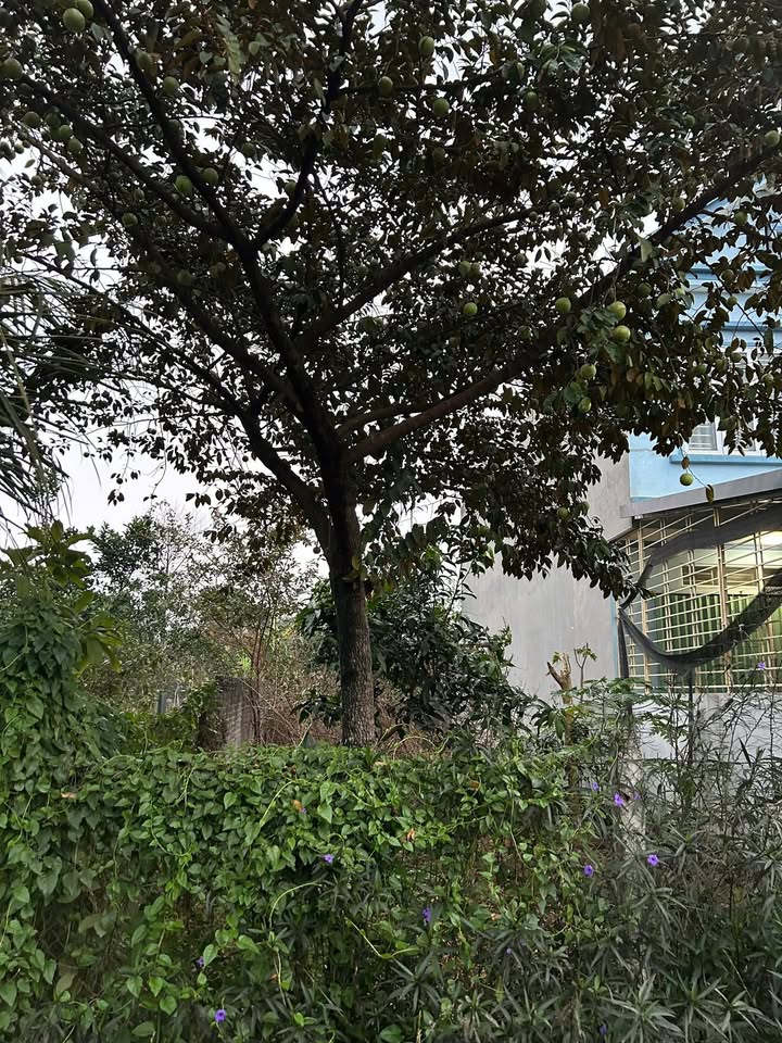 Đất giá bình dân Kim Sơn Sơn Tây 90m² chỉ 1.3 tỷ - Cơ hội đầu tư tuyệt vời!