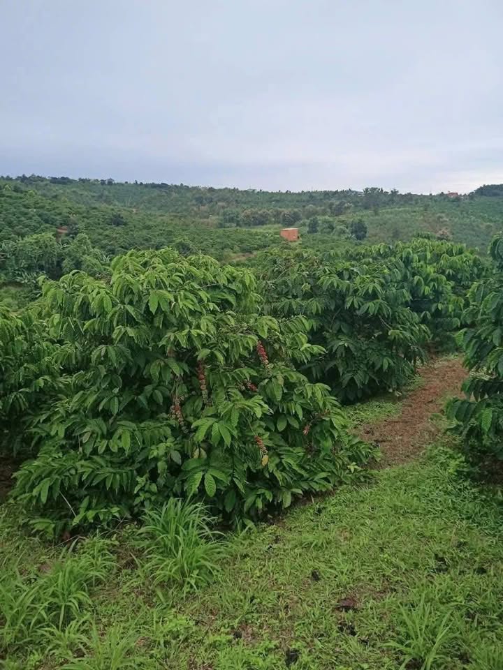 Đất Farm 4,4ha tại Ea Khal - Giá chỉ 616 triệu, cơ sở hạ tầng đầy đủ!