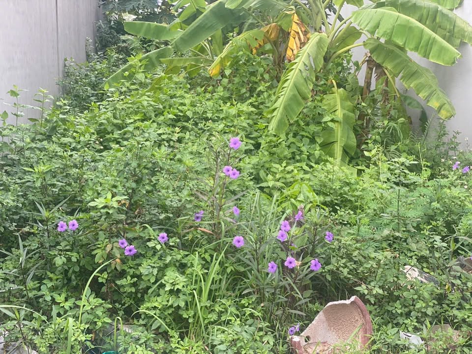 Đất nền Uy Nỗ Đông Anh 58m² giá 5 tỷ - Mặt tiền 4.2m, ô tô vào tận nơi!