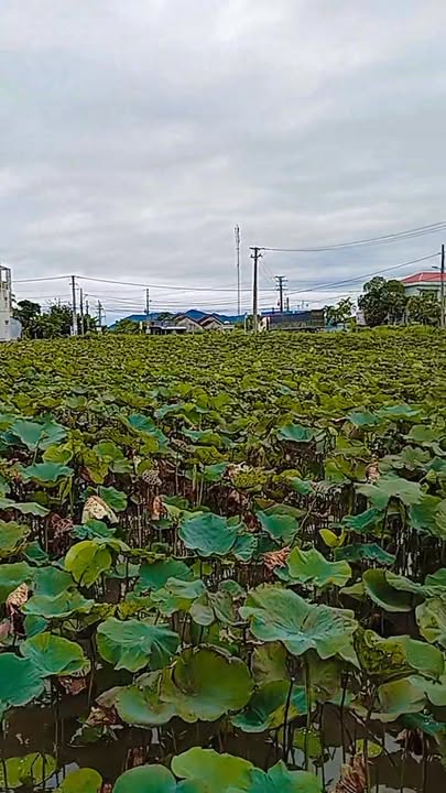 Đất thổ cư Hòa Mỹ Đông 140m² giá thỏa thuận - Vị trí trung tâm sầm uất!