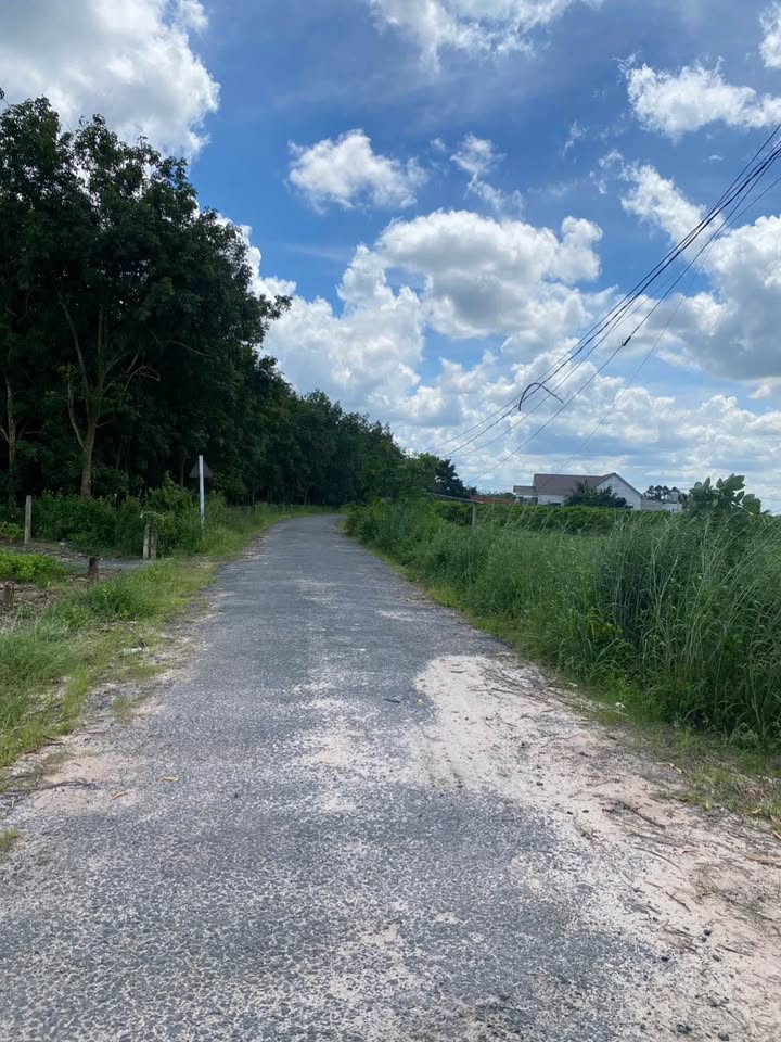 Đất mặt tiền nhựa 10000m² tại Tân Lập - Giá chỉ 3 tỷ - Đầu tư sinh lời