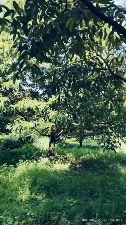 Đất Farm 4 xào 5 tại Đạ Huoai, Lâm Đồng - Tiềm năng nghỉ dưỡng tuyệt vời!