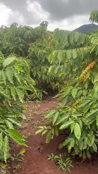 Farm 1.7ha ở Đắk Lắk - Đầu tư sinh lời với 800 cây cà phê và 300 trụ tiêu!