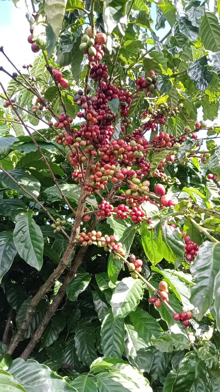 Đất rẫy 6 xào tại Ia Ka, Chư Păh - Giá 1 tỷ, đầu tư sinh lời ngay!