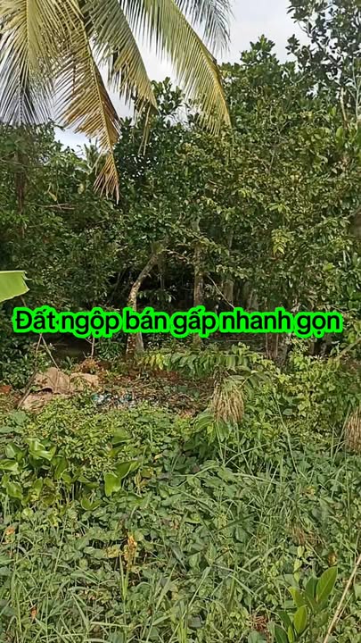 Đất nền Thiện Trí Cái Bè 320m² giá chỉ 350 triệu - Cơ hội đầu tư hấp dẫn!