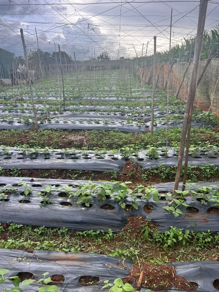 Đất nền Quảng Lập Đơn Dương 660m² giá chỉ 1.29 tỷ - Cơ hội đầu tư tuyệt vời!