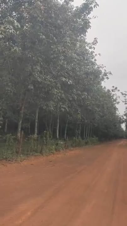 Đất farm 20.000m² xã Minh Thạnh, Dầu Tiếng - Giá 5.5 tỷ, thương lượng!