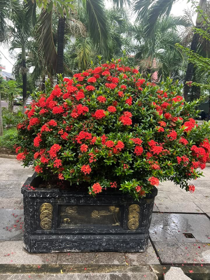 Đất nền siêu đẹp Bùi Thị Xuân Quy Nhơn 145m² giá chỉ 1.89 tỷ - Pháp lý rõ ràng!