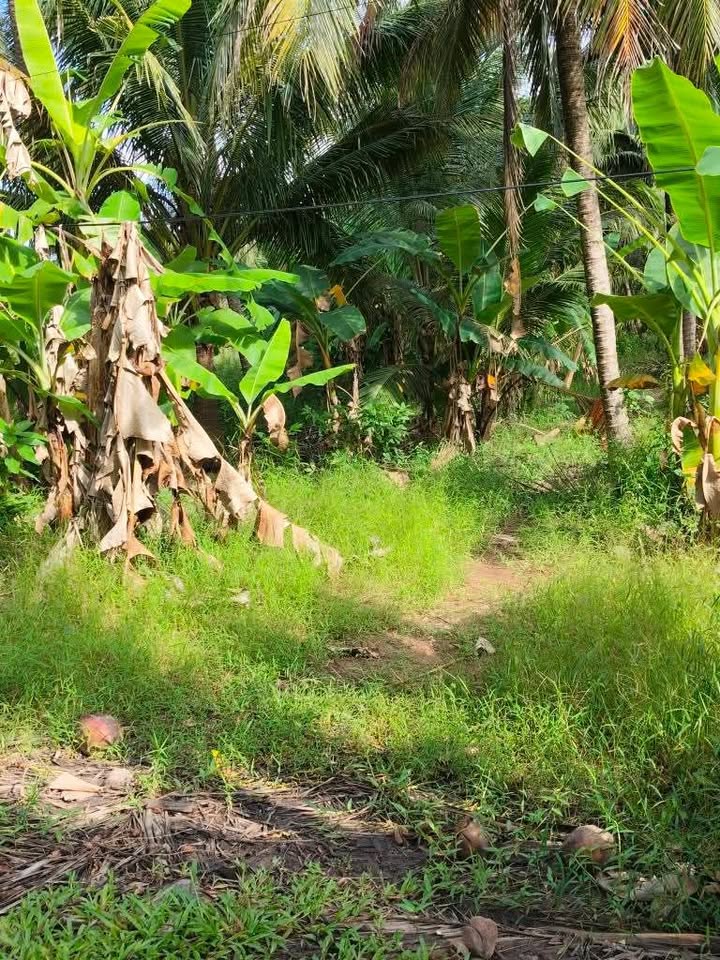 Đất mặt tiền Tân Thạnh, Long Phú 2500m² giá chỉ 1.013 tỷ - Cơ hội đầu tư hiếm có!