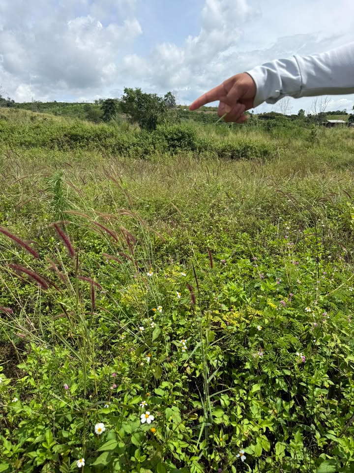 Đất nền Đan Phượng 10,800m² giá 750 triệu - Sổ đỏ chính chủ, mặt tiền đường bê tông