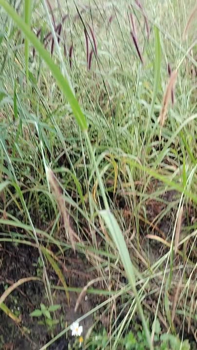 Đất nền 30,000m² tại Thôn 4, xã Eah'leo, Đắk Lắk - Giá chỉ 239 triệu!