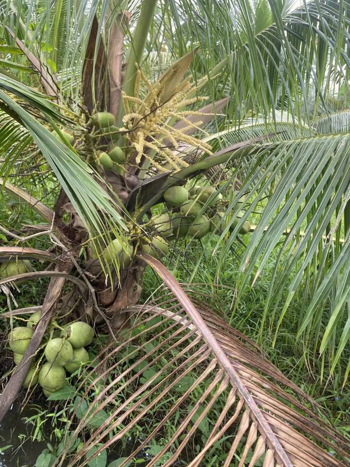 Đất vườn 1000m² tại Tiểu Cần, Trà Vinh chỉ 600 triệu - Bán nhanh chính chủ!