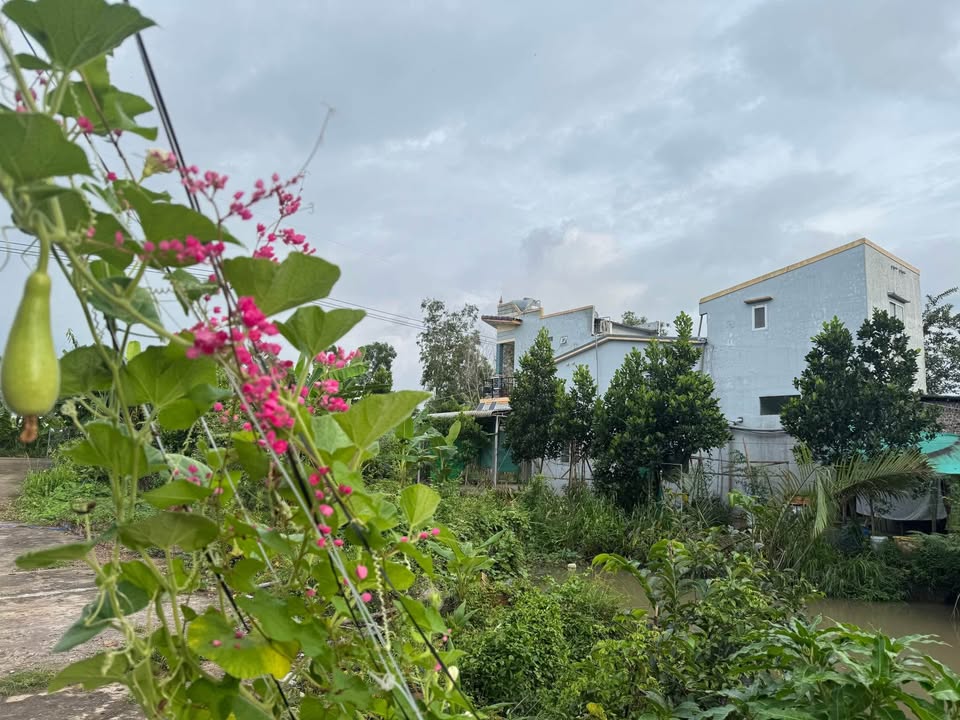 Đất Nhà Vườn 5000m² tại Vinh Kim, Trà Vinh giá 2.3 tỷ - Lợi nhuận cao từ vườn cây ăn trái!