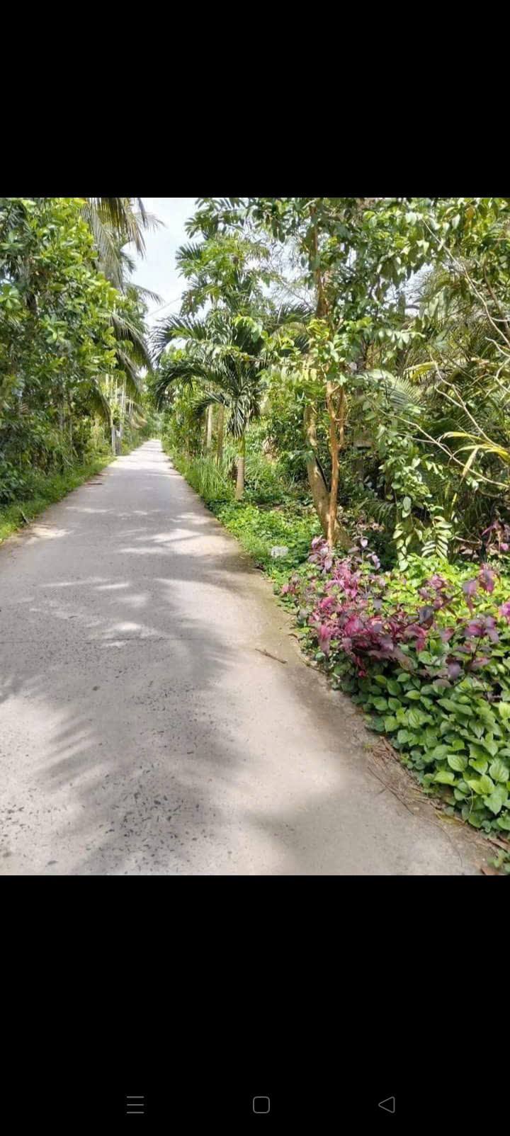 Đất vườn dừa xiêm Giồng Trôm Bến Tre 20.000m² giá 9 tỷ - Đầu tư sinh lời ngay!