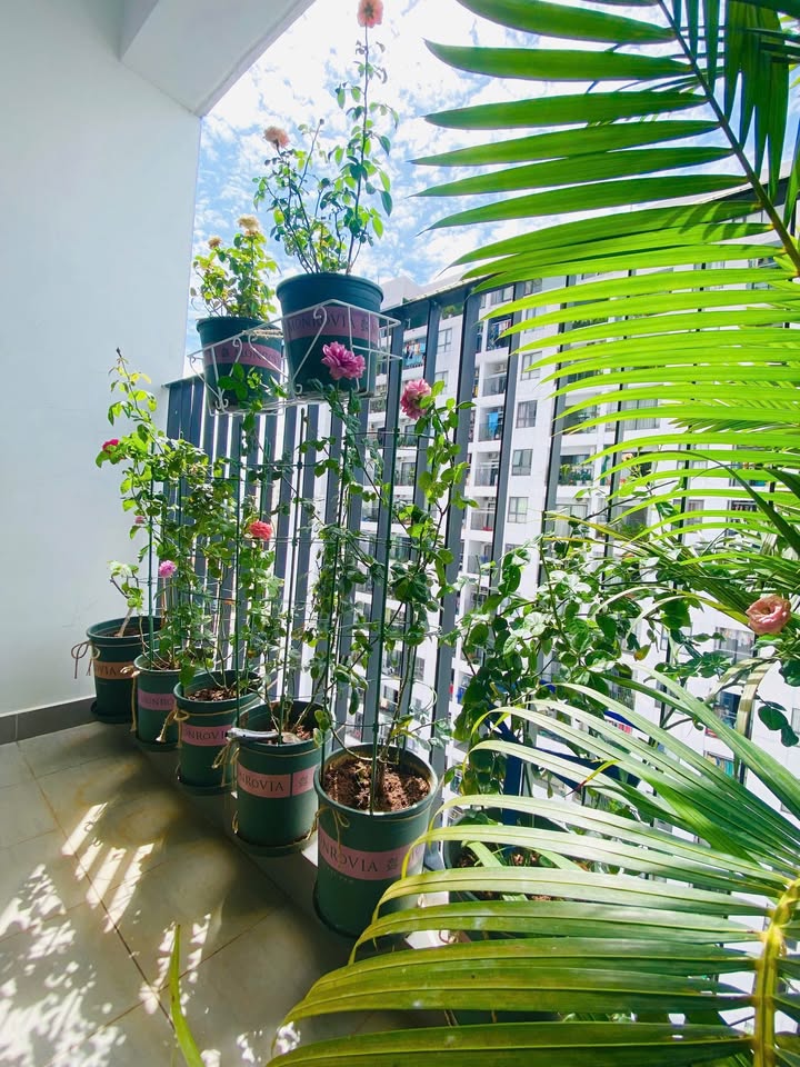 Căn hộ M One Nam Sài Gòn Quận 7 68m² giá 5.2 tỷ - Full nội thất, sổ hồng chính chủ!