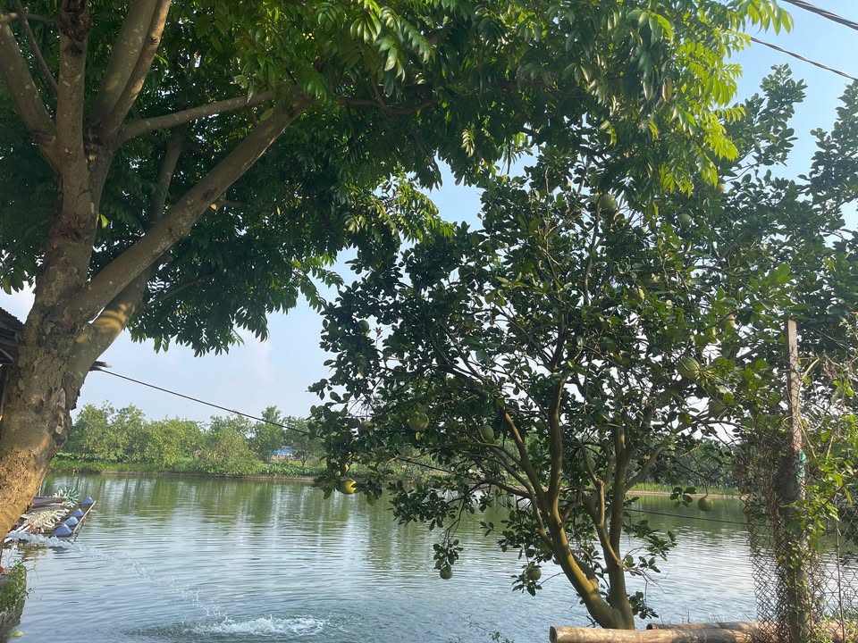 Trang trại Đông Mỹ, Thanh Trì 3.400m² giá 2 tỷ - Đầu tư sinh lời ngay!