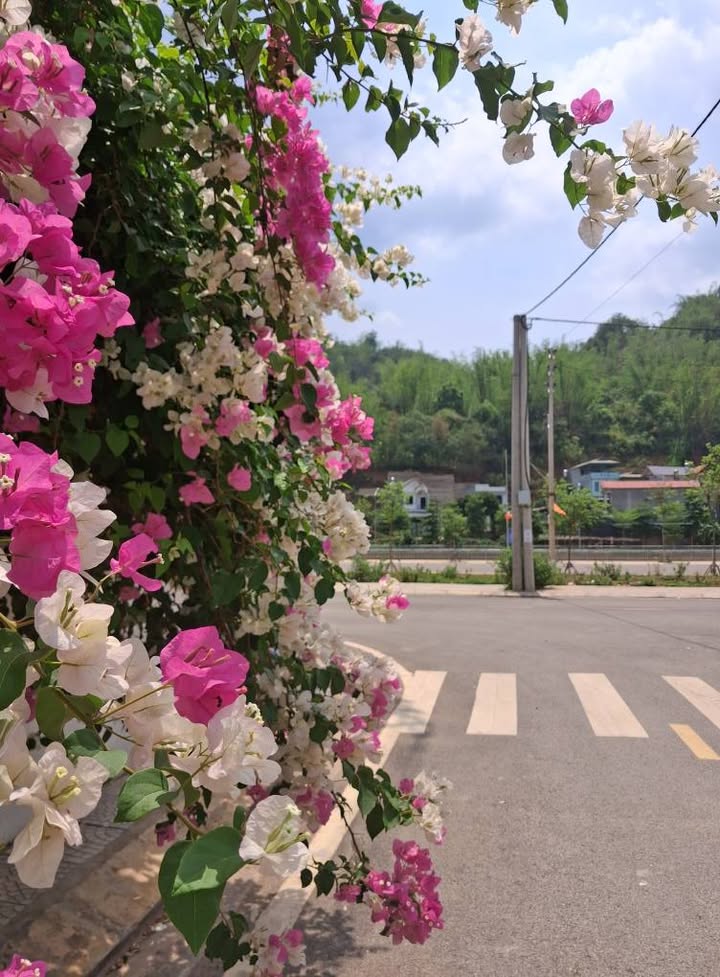 Đất nền KĐT 1A Trường Bình Minh 135m² giá chỉ 2 tỷ - Đầu tư sinh lời ngay!