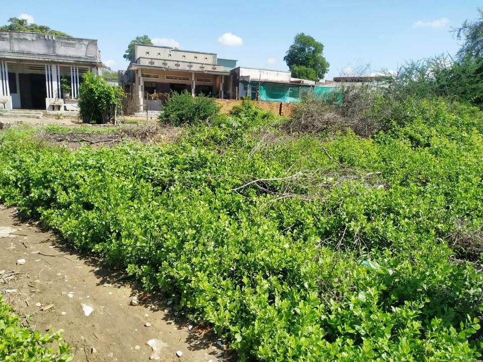 Đất thổ cư 60m² Phường Đức Long, TP. Phan Thiết - Sổ hồng riêng, giá 660 triệu!