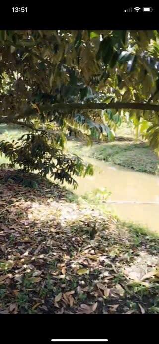 Đất CLN Sầu riêng 1268m² tại Trường Lạc, Ô Môn - Đang cho trái năm 2!