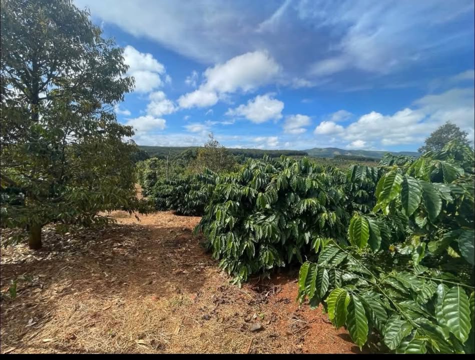 Đất Farm Phú Lộc Krông Năng 19000m² giá 5.5 tỷ - Sổ hồng chính chủ, mặt tiền rộng rãi!