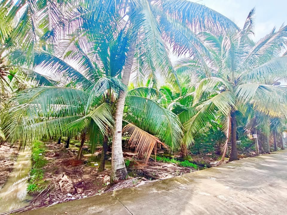 Đất vườn 1019m² tại ấp Lương Phú C, Chợ Gạo chỉ 2 tỷ - Cơ hội đầu tư giá trị!