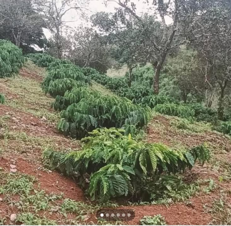 Đất thổ cư Đắk Nông 1,5ha giá 1,35 tỷ - Tiện ích đa dạng, gần gũi thiên nhiên!