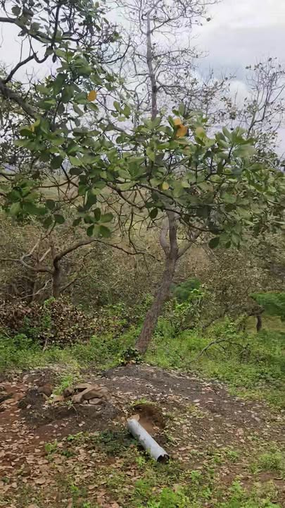 Đất nền Thọ Sơn, Bù Đăng 10.000m² giá 1.2 tỷ - Sổ hồng chính chủ, giao dịch nhanh chóng!