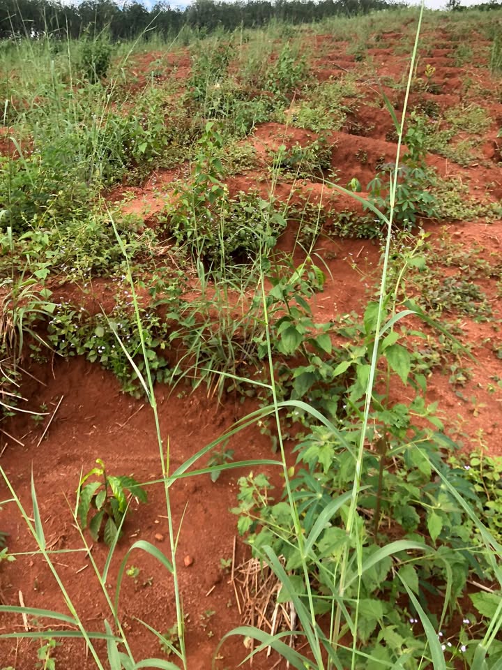 Farm Đăk Long 15.000m² giá thỏa thuận - Đầu tư sinh lời bền vững!