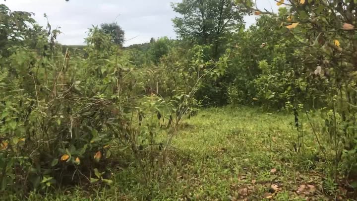 Đất nông nghiệp Ia Boòng 1.7ha giá 1.85 tỷ - Đường tỉnh lộ, chính chủ bán!