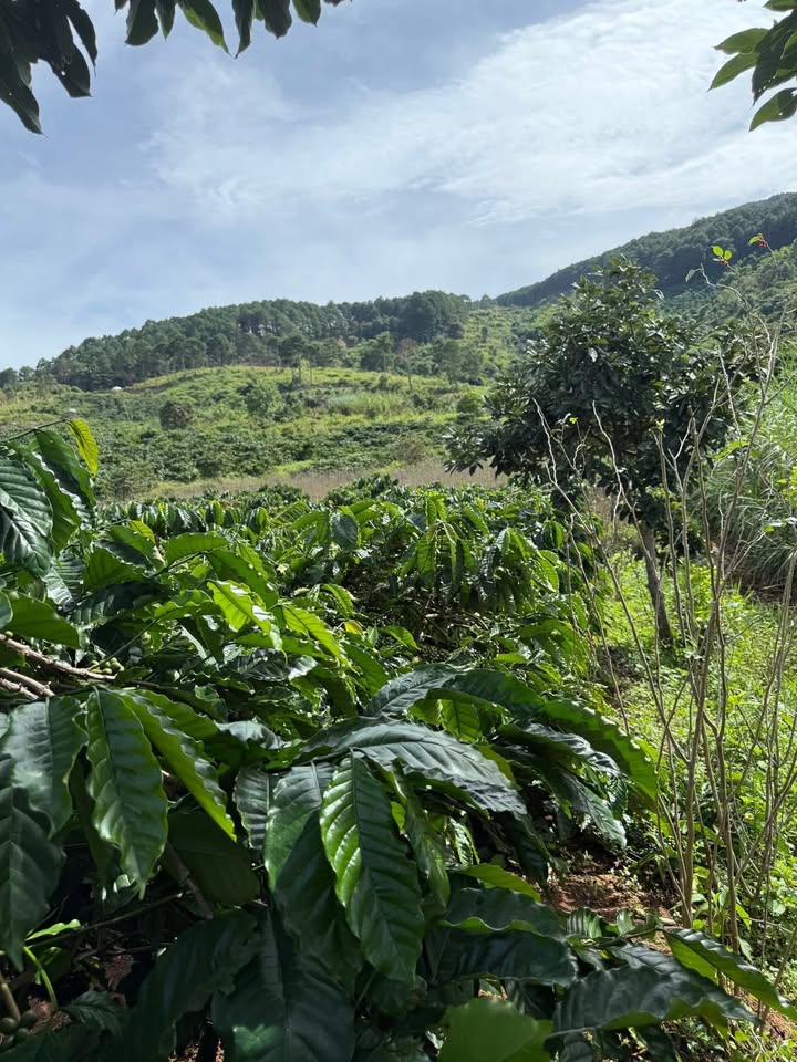 Đất Farm thôn 6 Gia Lâm 4200m² giá 4.2 tỷ - Cơ hội đầu tư tuyệt vời!