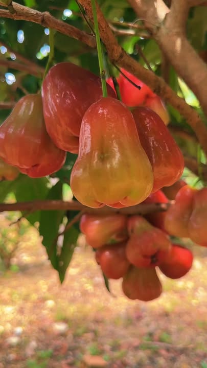 Đất vườn 2000m² tại khu phố Quảng Đức, Lâm Hà - Nhà cấp 4 và nhiều cây ăn trái