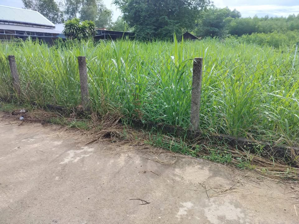 Đất chính chủ xã Nguyễn Nghiêm, Đức Phổ 200m² giá 300 triệu - Bán gấp cần tiền!