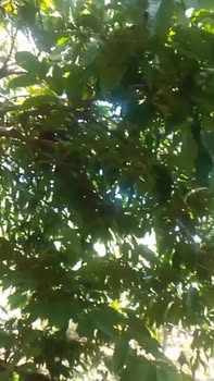 Đất nền 1,2ha tại xã Krông Nô, huyện Lăk, Đắk Lắk giá 1,5 tỷ - Đầu tư sinh lời ngay!