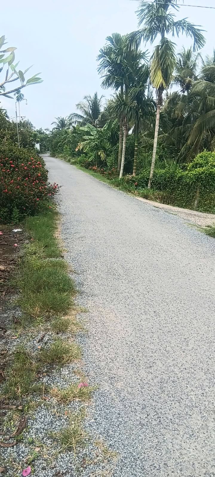 Đất nền ấp Phú Hưng 1, xã Bình Phú, huyện Càng Long 704m² giá 750 triệu - Cơ hội đầu tư tốt!