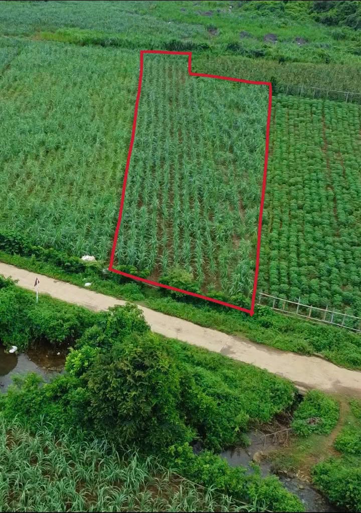 Lô đất trồng cây hàng năm 2676m² giá 355 triệu - Cơ hội đầu tư vàng!