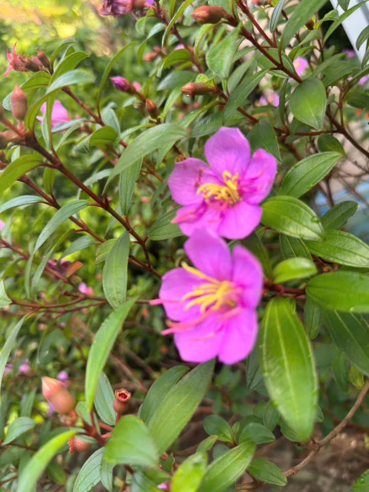 Cho thuê xưởng 3000m² tại Phước Thạnh, Củ Chi - Giá thỏa thuận hấp dẫn!