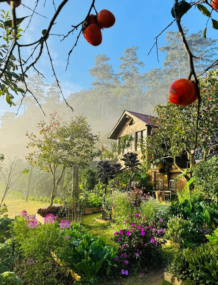 Bán đất khu vực Hoàng Hoa Thám Đà Lạt 251m² giá 8.2 tỷ - Cơ hội đầu tư hấp dẫn!