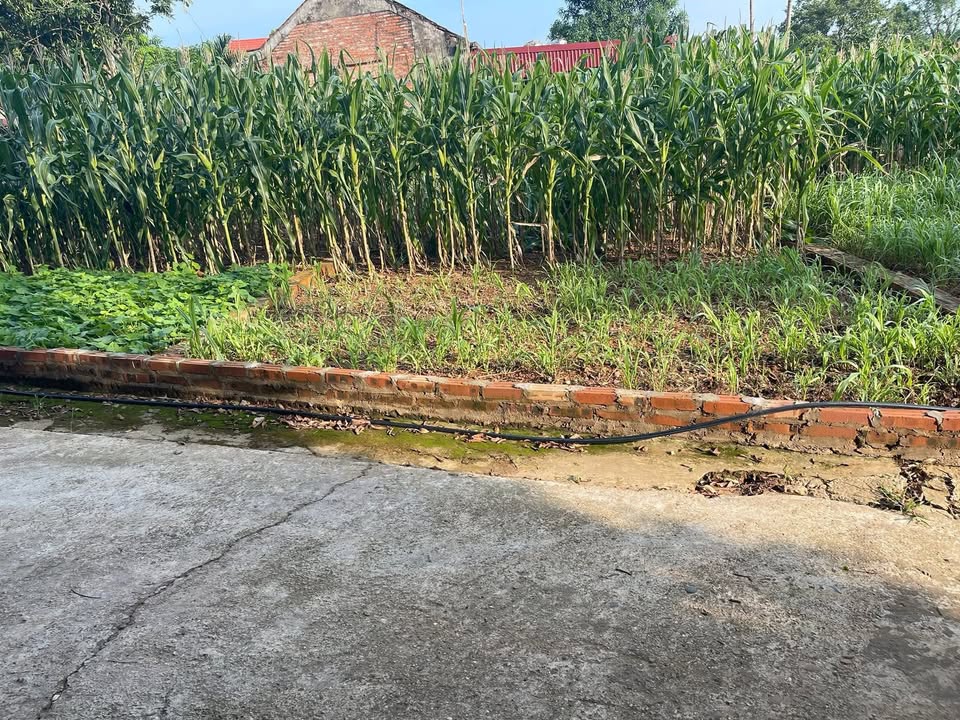 Đất nền Dân Quyền Tam Nông 85m² giá 500 triệu - Sổ đỏ chính chủ!