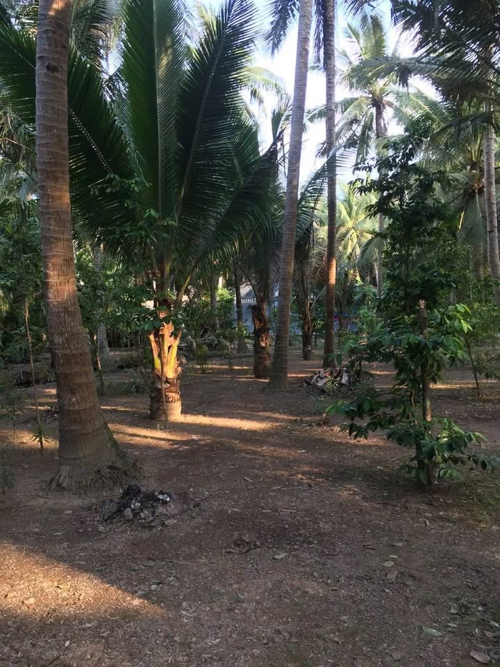 Đất vườn dừa Tân Thành Bình Mỏ Cày Bắc 4534m² giá 2.74 tỷ - Cơ hội đầu tư tuyệt vời!