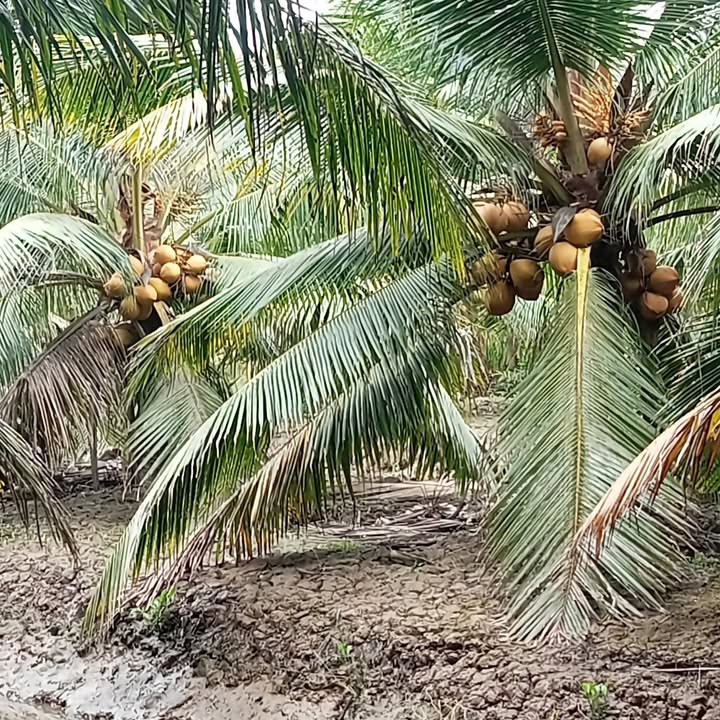 Đất vườn dừa 1097m² tại Hưng Nhượng, Bến Tre - Giá chỉ 400 triệu!