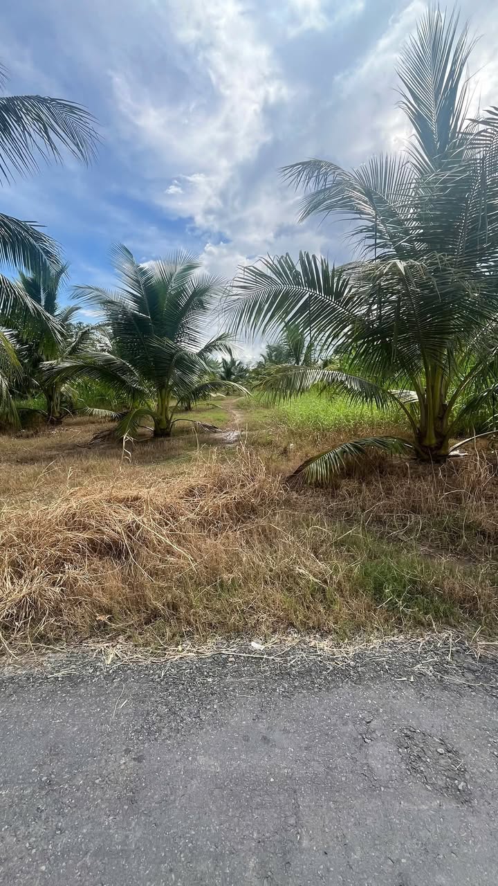 Đất nền An Ngãi Trung, Ba Tri 600m² giá 880 triệu - Đầu tư tiềm năng!