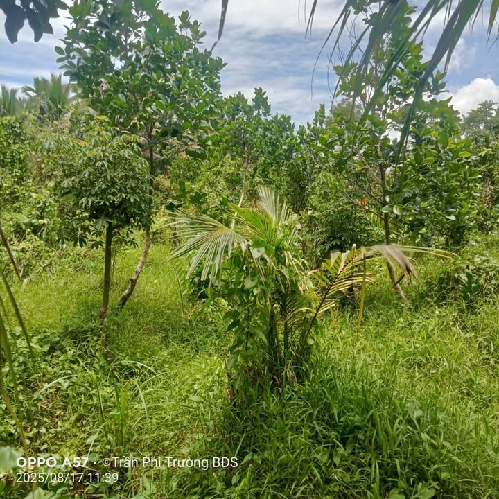 Đất thổ cư Phú Mỹ Mỏ Cày Bắc Bến Tre 2500m² giá 750 triệu - Sổ đỏ chính chủ!