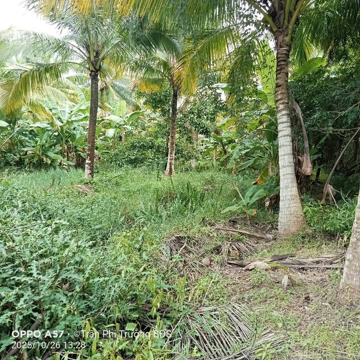 Đất nông nghiệp 2064m² tại Phú Mỹ, Mỏ Cày Bắc, Bến Tre - Giá chỉ 750 triệu!