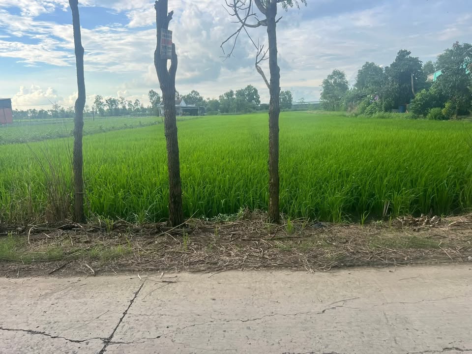 Đất vườn Phước Trung Gò Công Đông 3250m² giá 1.65 tỷ - Cơ hội đầu tư tuyệt vời!