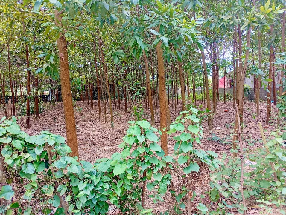 Lô đất farm tại Nam Thượng, Kim Bôi 800m² giá chỉ 24 tỷ - Cơ hội đầu tư hấp dẫn!