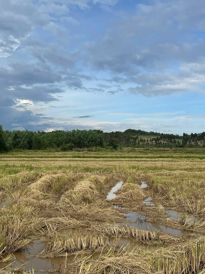 Đất Farm 4,5ha tại Cư Kty Krông Bông - Giá chỉ 864 triệu, cơ hội đầu tư tuyệt vời!