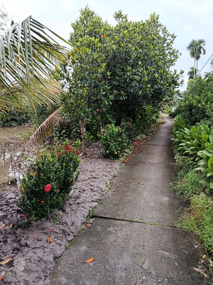 Bán đất thổ cư tại Đông Thạnh B, Bình Minh, Vĩnh Long - Diện tích 1505m², giá dễ chịu!