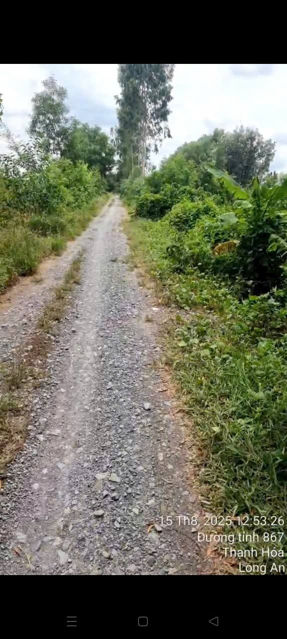 Đất nền Thủy Đông, Thạnh Hóa, Long An 20.000m² giá 2.6 tỷ - Đường ô tô vào tận nơi!